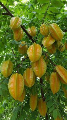 Cây Khế phong thủy trĩu quả