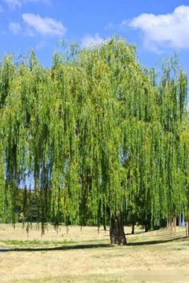Năm Cây Ma Không Trồng Ở Nhà
