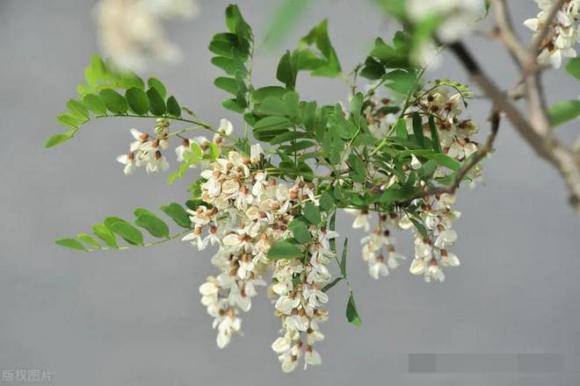 Năm Cây Ma Không Trồng Ở Nhà