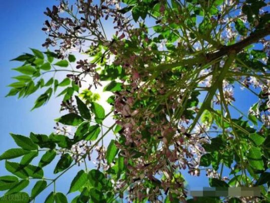 Năm Cây Ma Không Trồng Ở Nhà